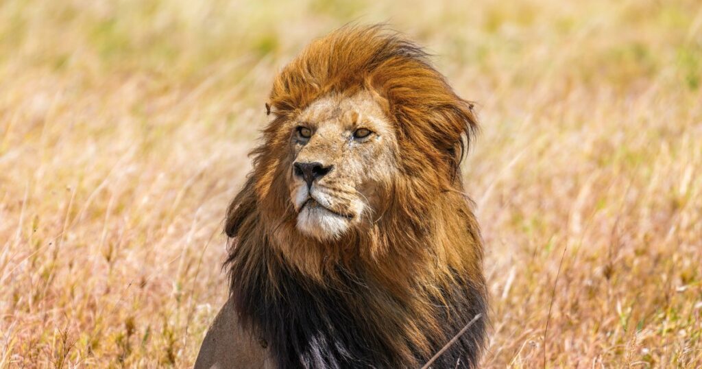 A male lion with a thick golden and dark mane sits in tall dry grass, gazing to the side.