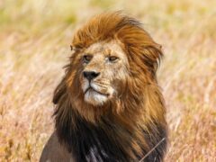 Netflix’s Narnia Problem: A New Voice for Aslan and a Faith Backlash