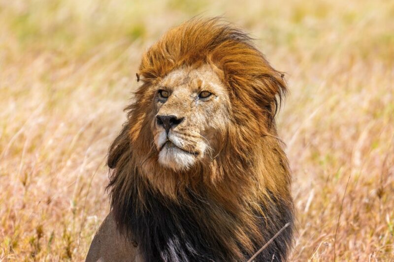 Netflix’s Narnia Problem: A New Voice for Aslan and a Faith Backlash